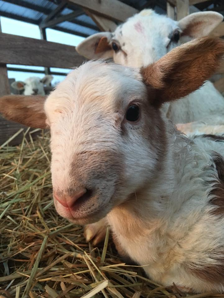 28279702_1722579631135431_3384281535040921843_n